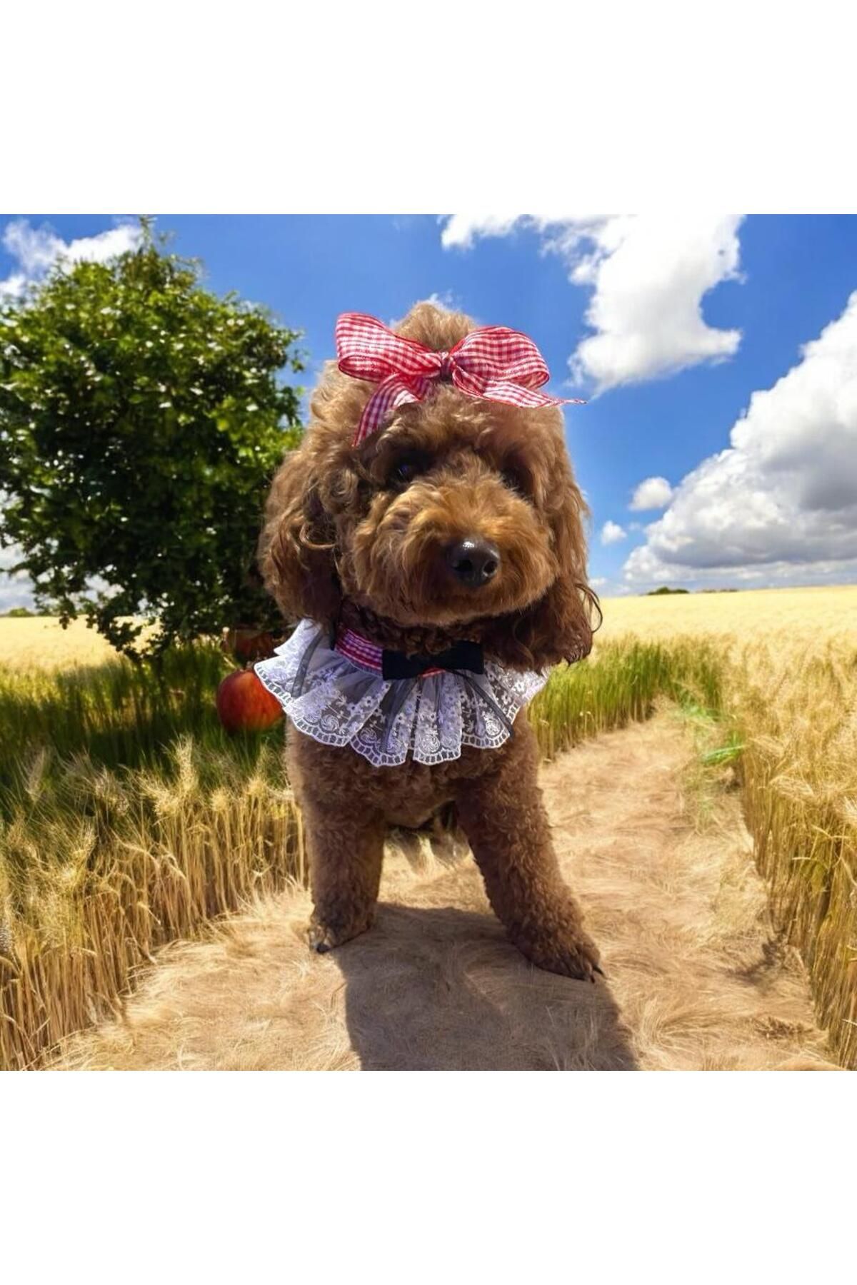 Tasarım Köpek Kedi Aksesuar