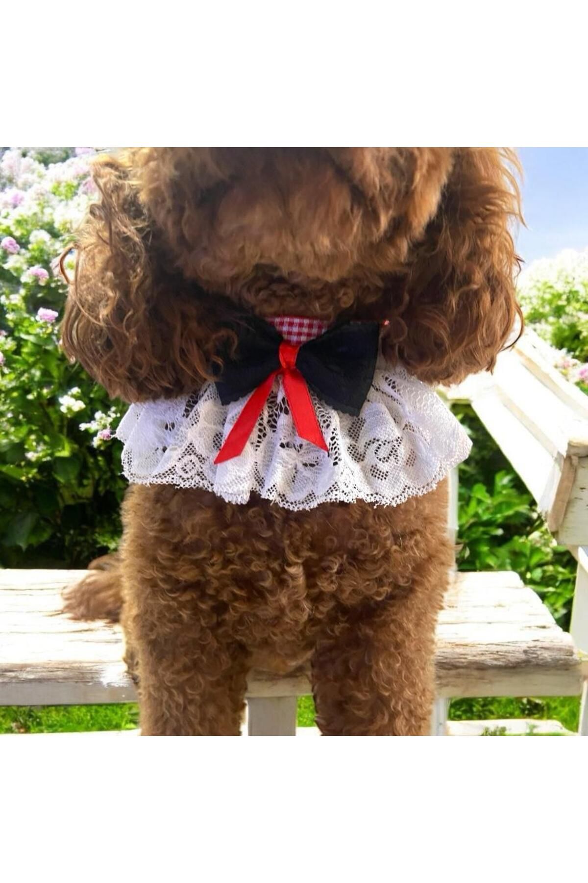 Tasarım Köpek Kedi Aksesuar