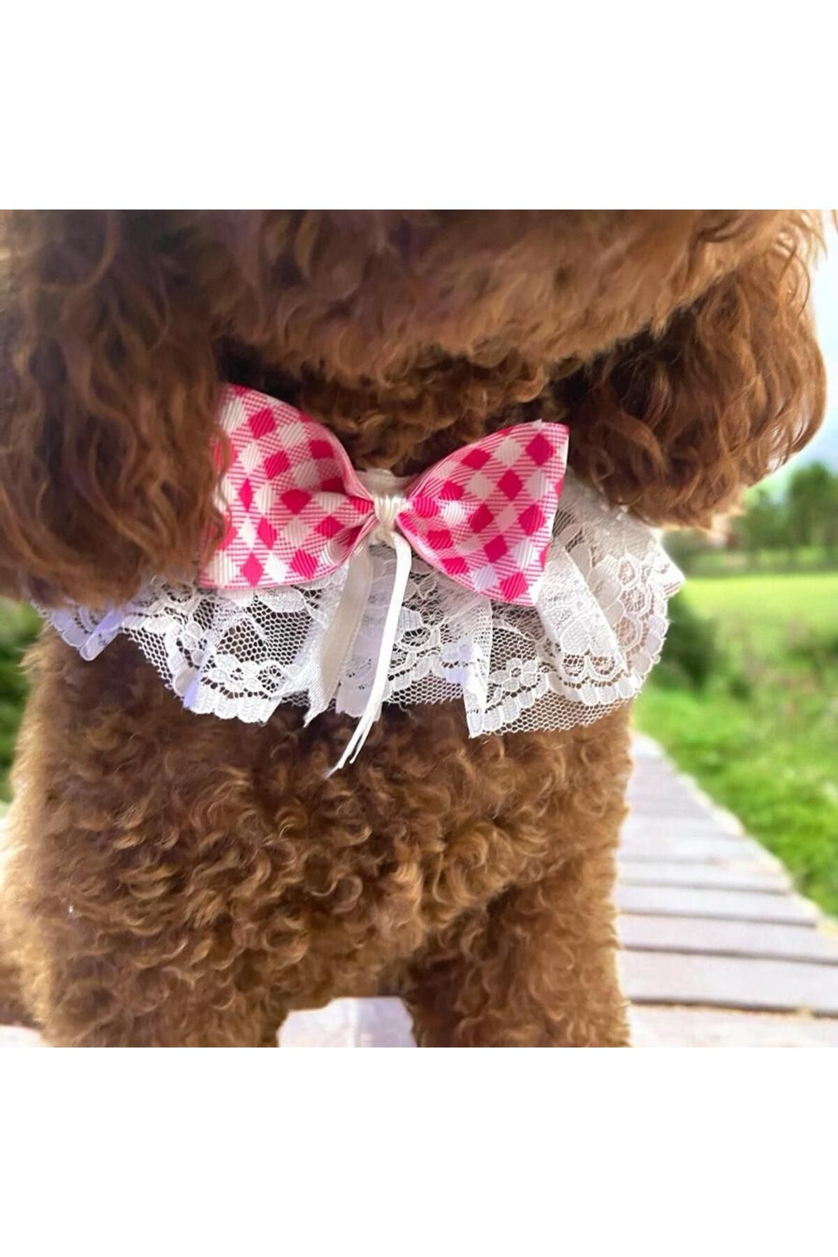 Tasarım Köpek Kedi Aksesuar