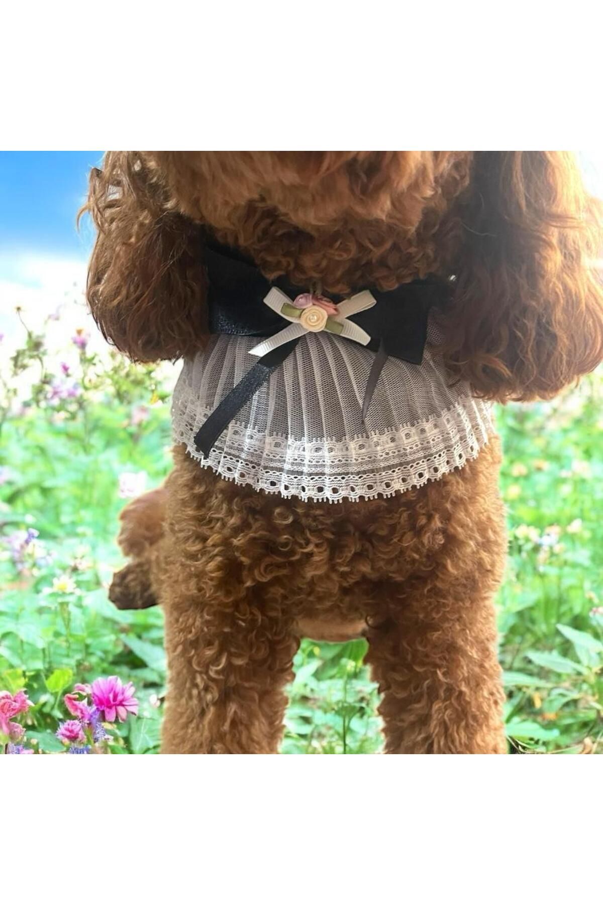 Tasarım Köpek Kedi Aksesuar