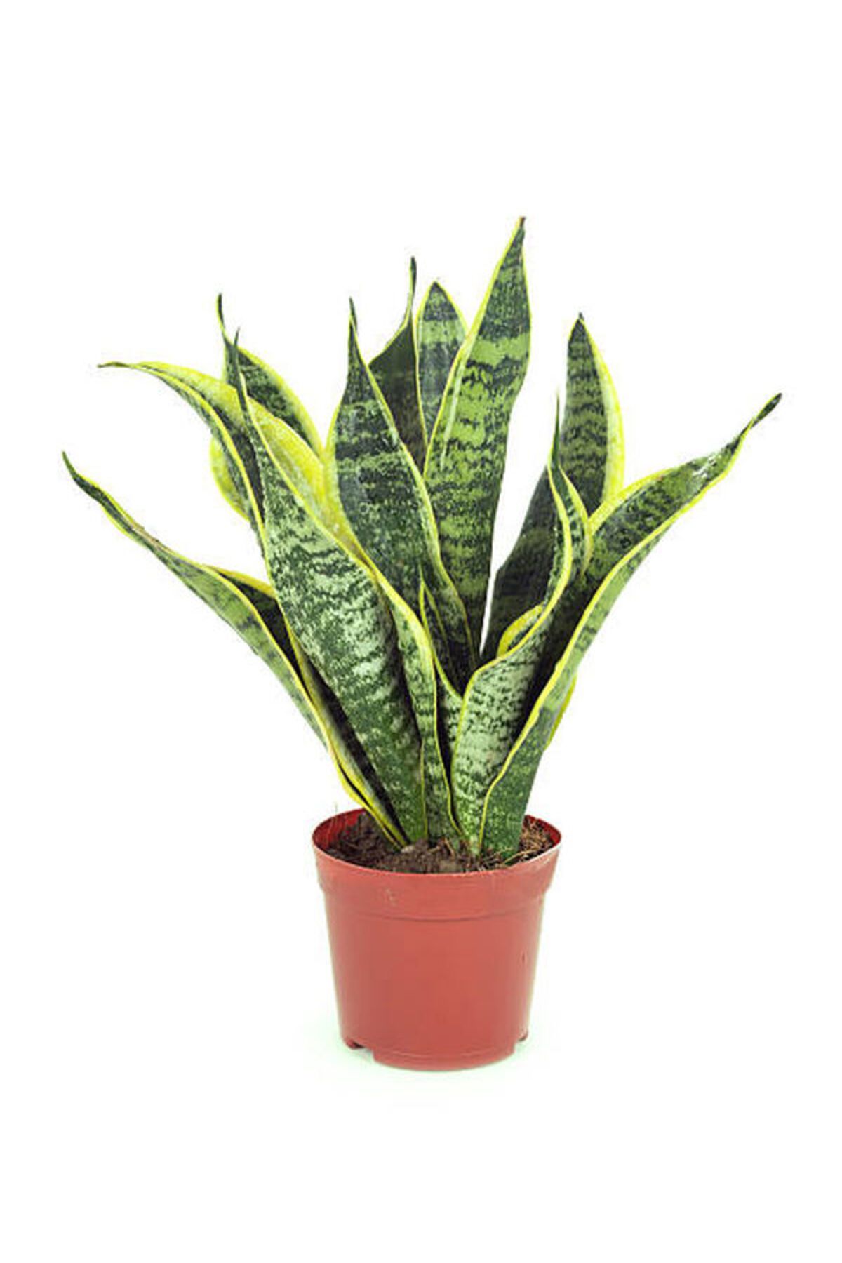 Flora Vadi Paşa Kılıcı - Peygamber Kılıcı 1 Adet 20-30 Cm Saksılı (sansaveria Trifasciata) İç/Dış Mekan Bitkisi