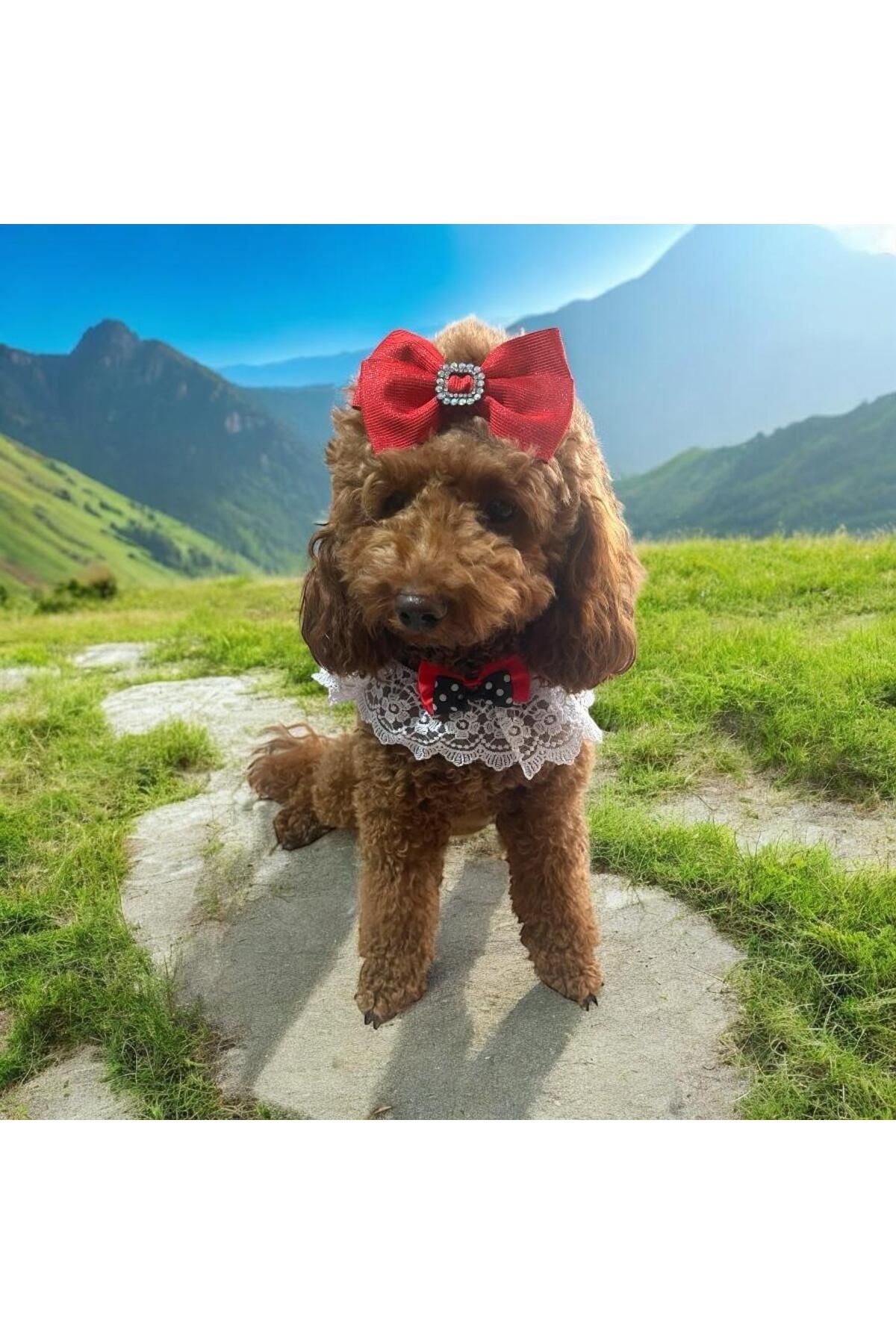 Tasarım Köpek Kedi Aksesuar
