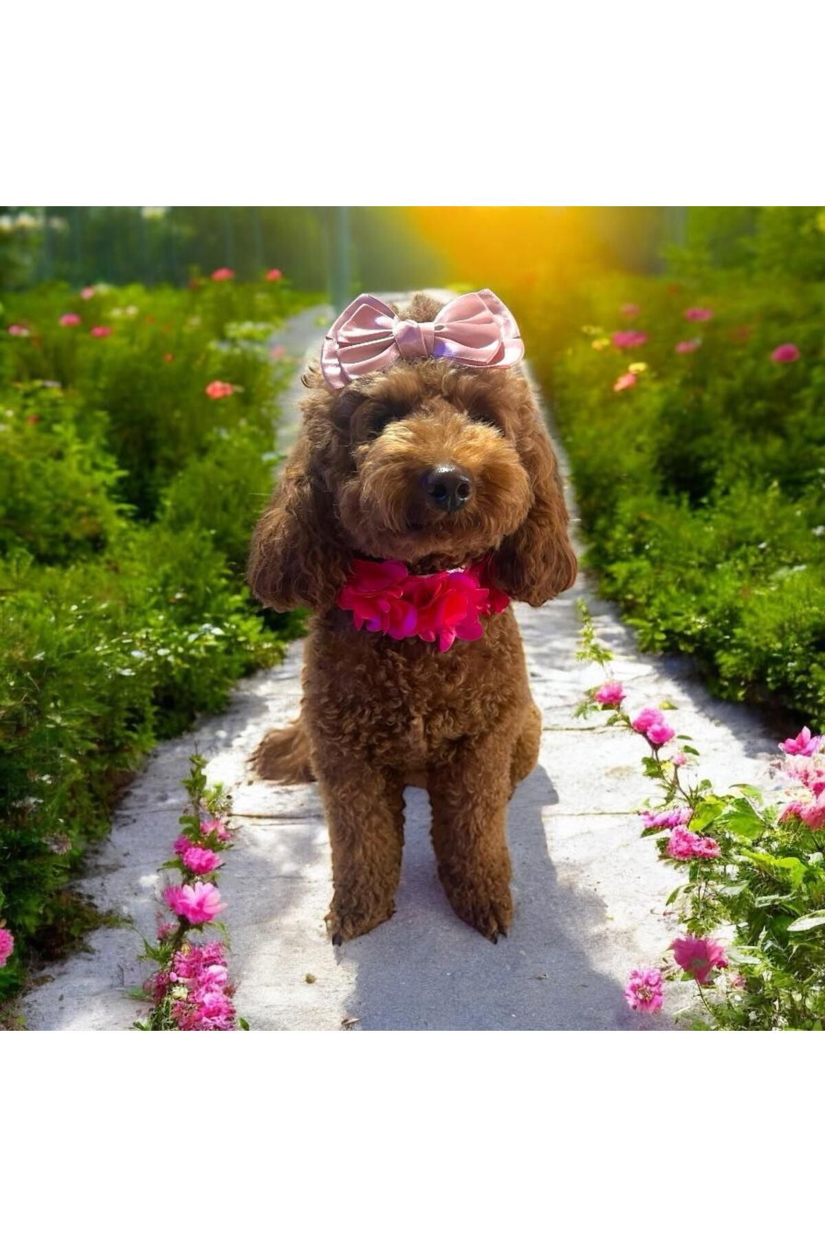 Tasarım Köpek Kedi Aksesuar
