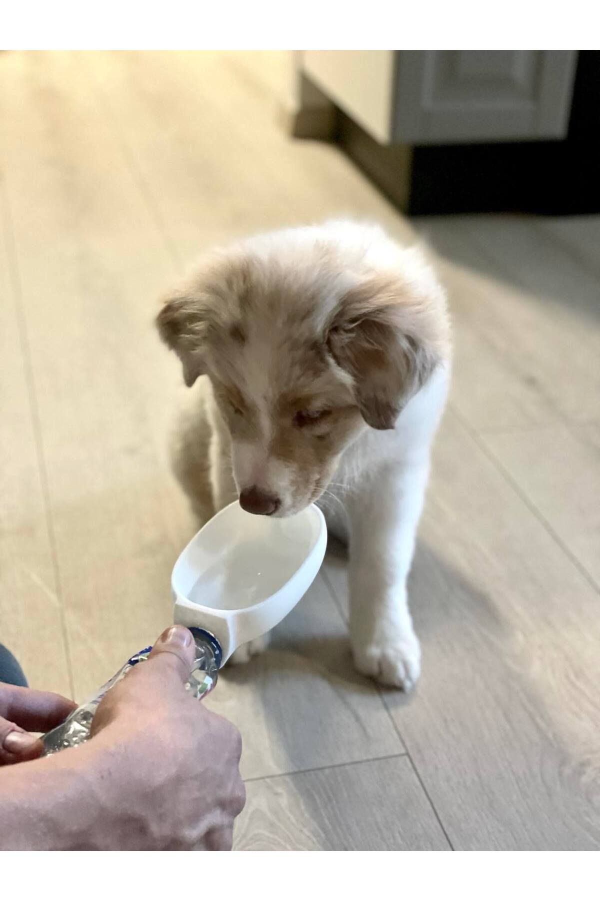 talaşoğlu Pet Sipper - dökülme su kasesi yok