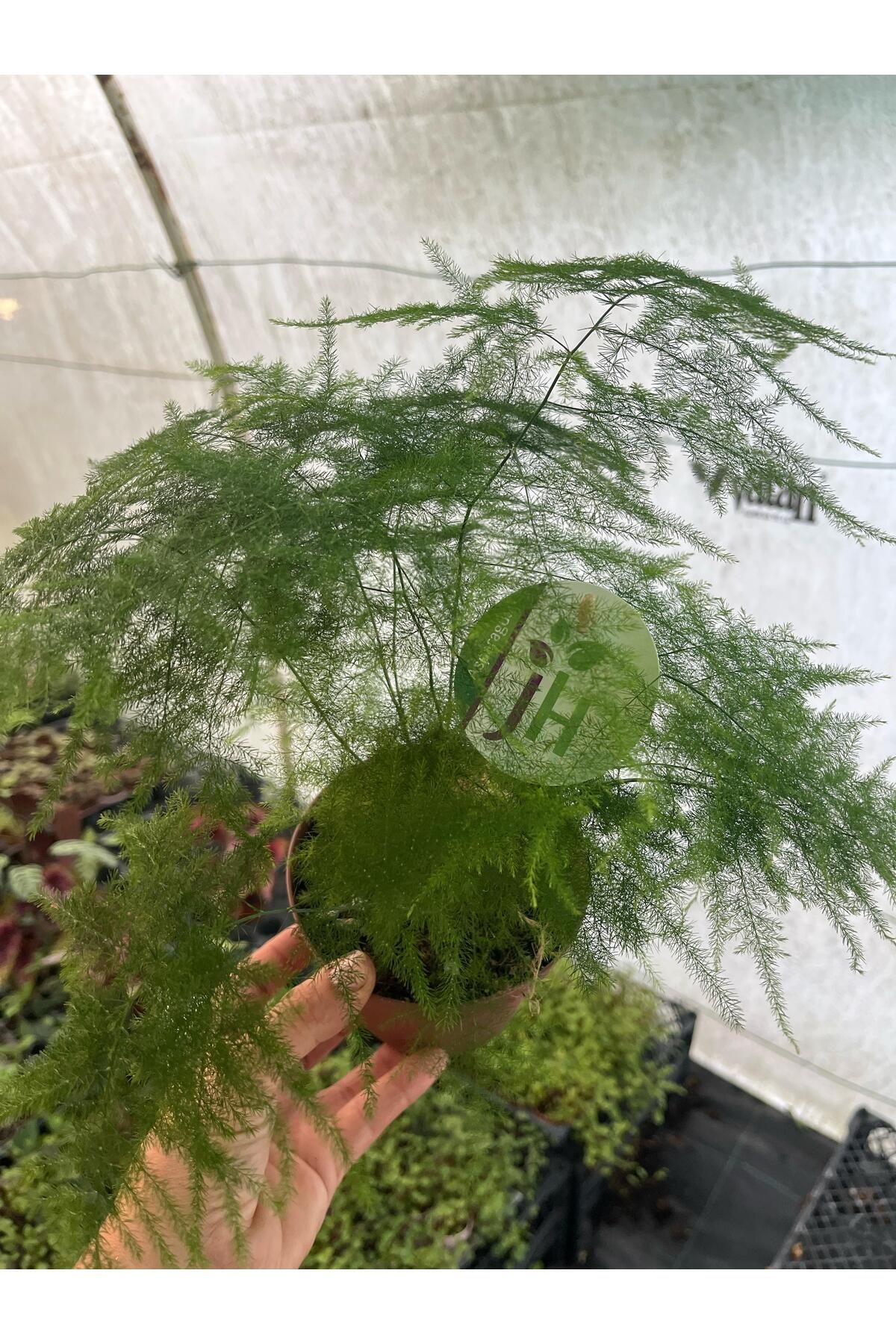 nazlı çiçekçilik Asparagus Kuşkonmaz Tül Bitkisi