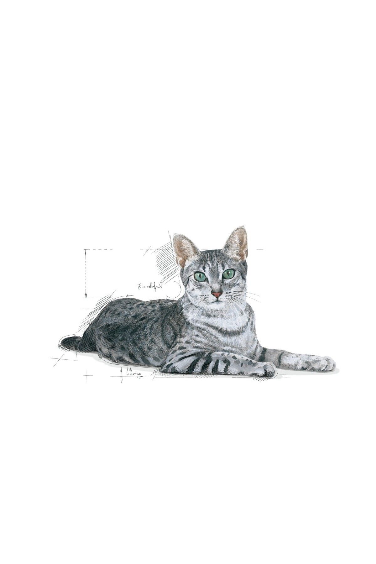 Royal Canin-Indoor 7 Ev Kedileri Için Yaşlı Kedi Maması 3,5kg 3