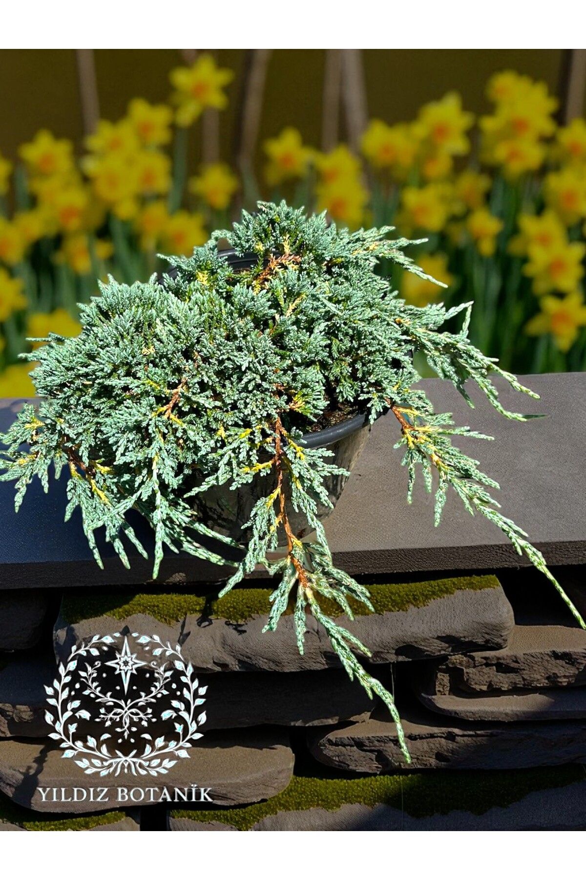 YILDIZ BOTANİK Mavi Sürünücü Ardıç Fidanı Juniperus Horizontalis Bitkisi