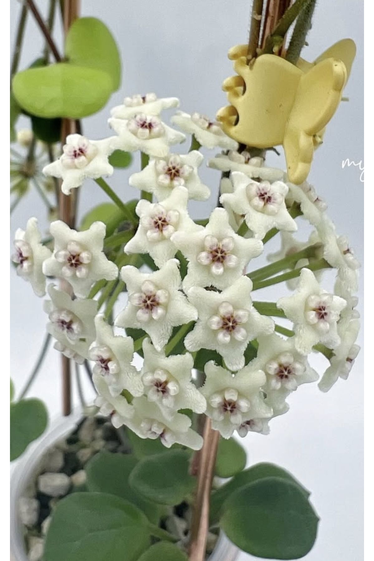 PLANT Hoya Obcordata Mum Çiçeği