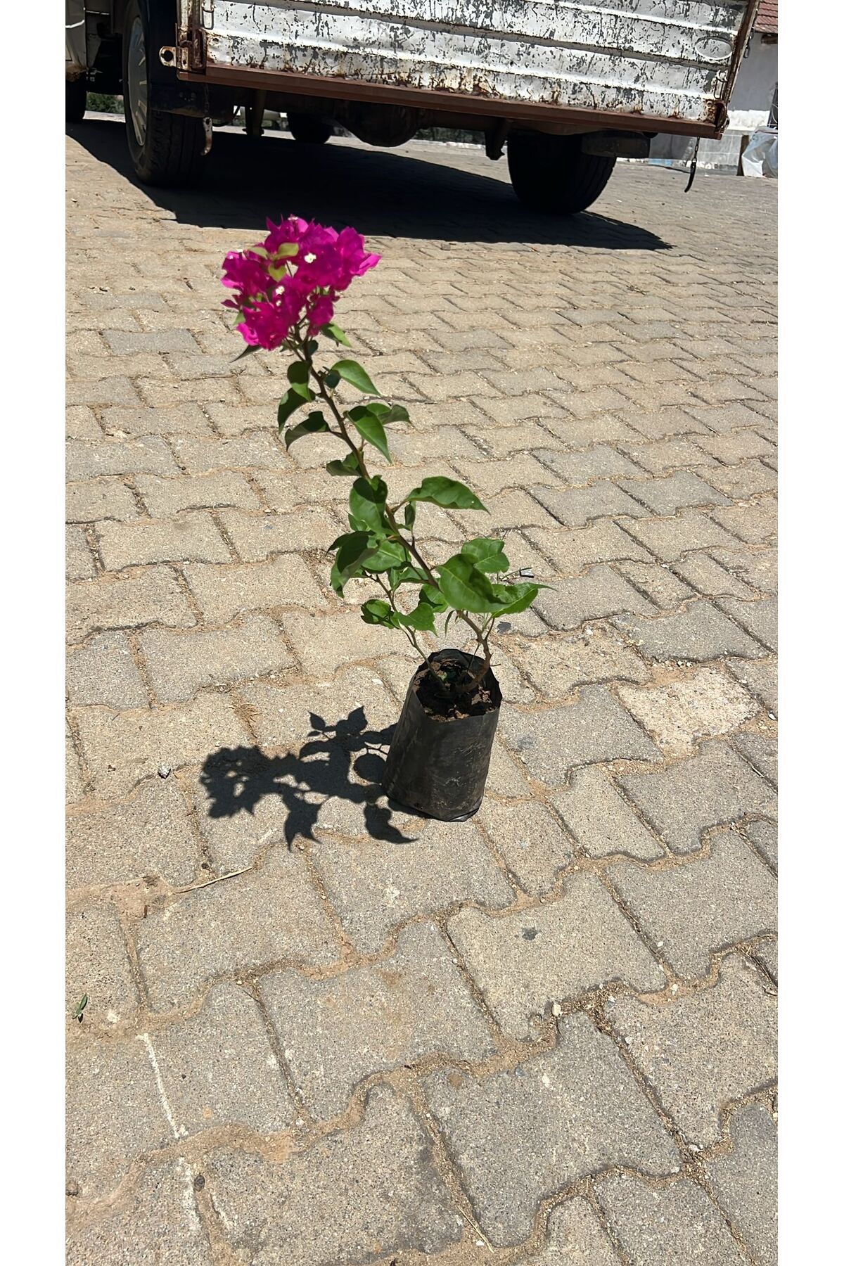 Ucuzluk Diyarı SARMAŞIK BEGONVİL ÇİÇEĞİ