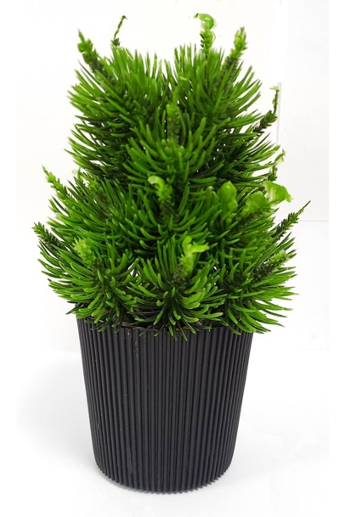 Wodsco YILBAŞI ÇİÇEĞİ