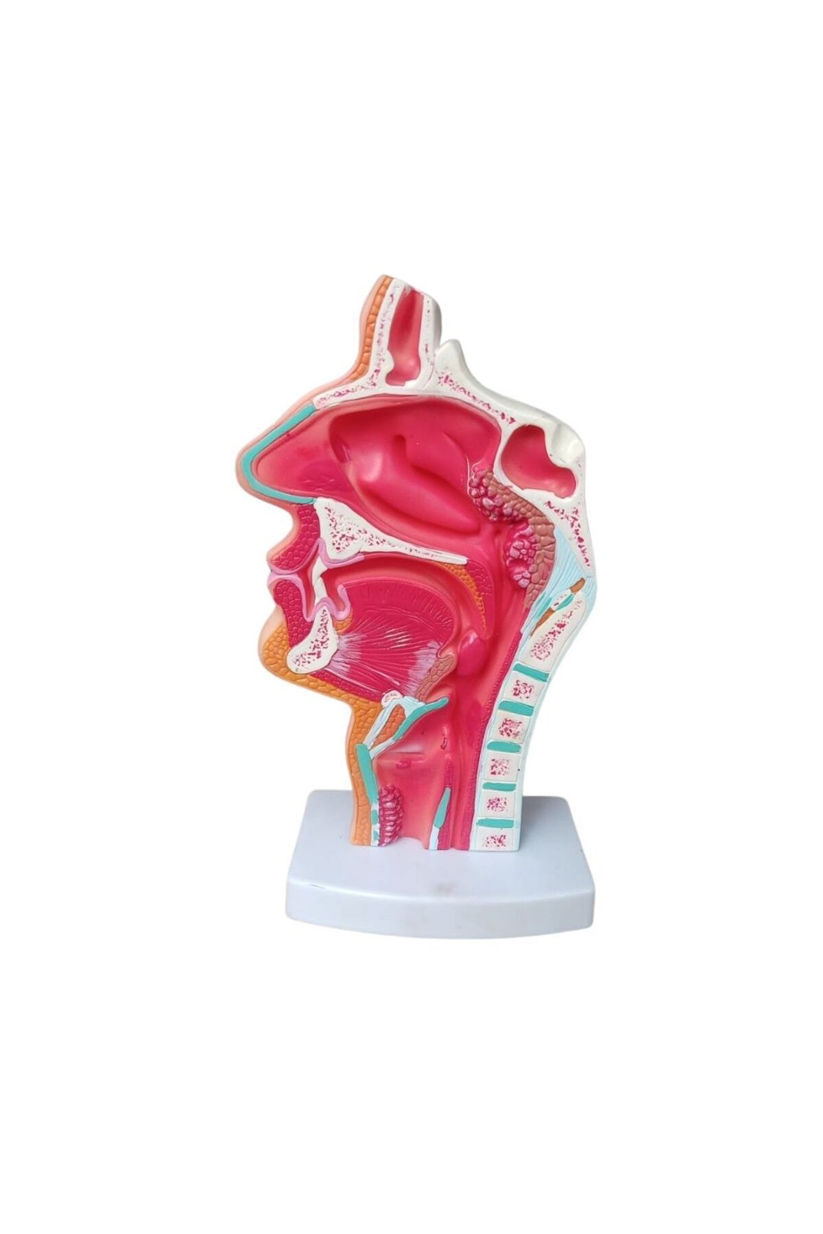 barishan medikal Nazal Burun Boşluğu Kafa Anatomisi Modeli Nazofaringeal Model Ağız Burun Boğazda Yan Vasküler Sinir