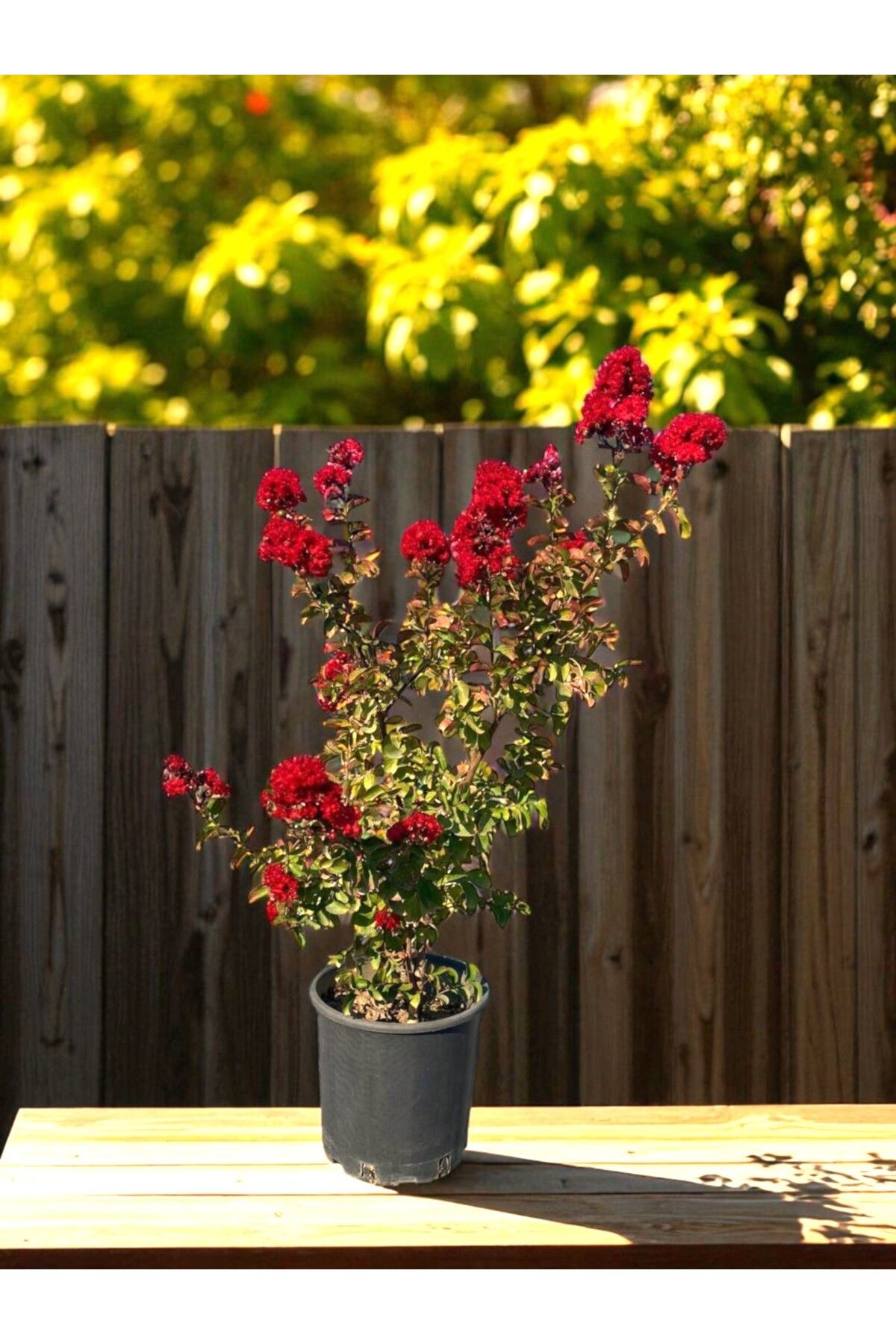 sıla peyzaj ve çiçekçilik 🌺 Oya Çalısı – Lagerstroemia indica (Kırmızı)