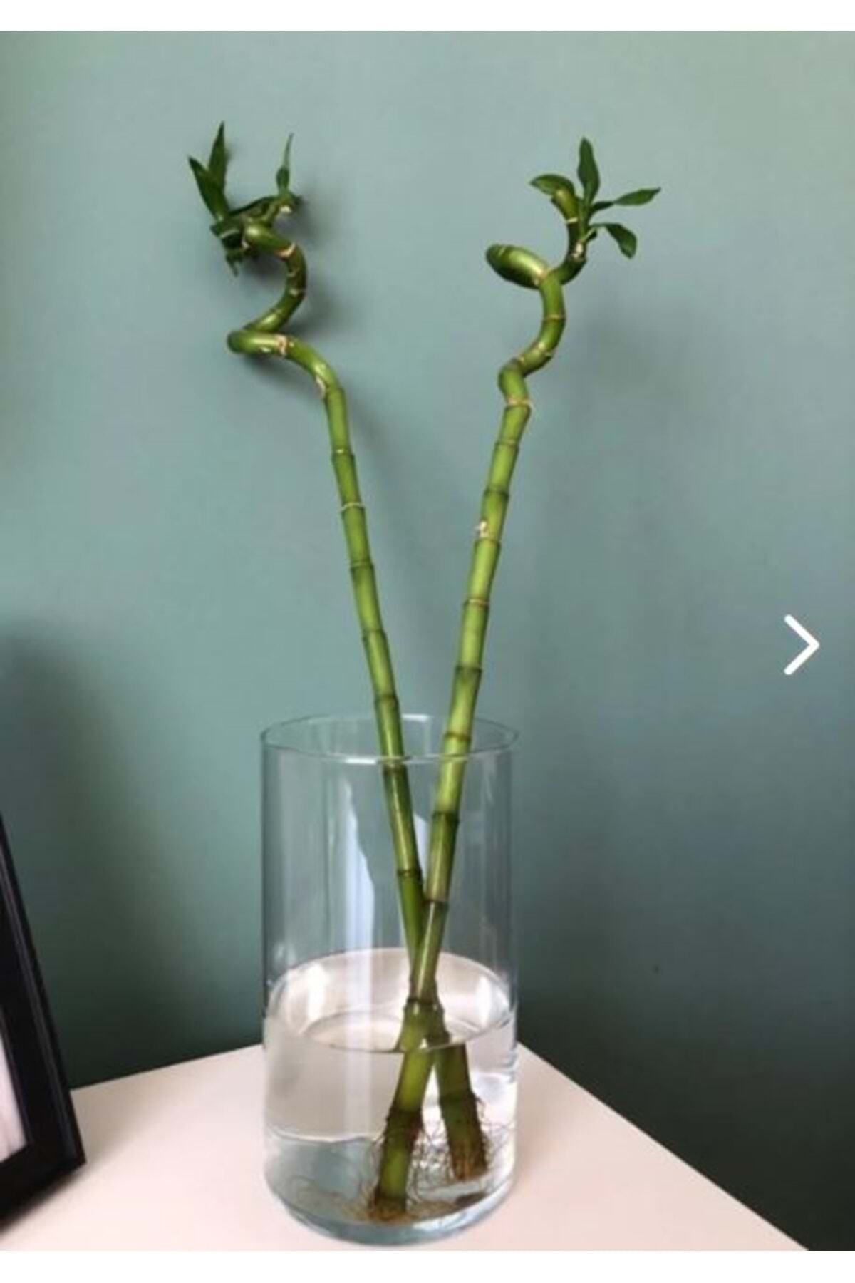 Elioure Şeffaf silindir cam vazo, bambu detaylı, canlı ve kuru çiçekler için 10x20 cm