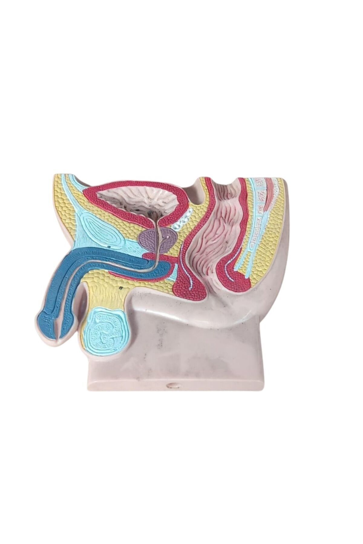 barishan medikal Erkek Pelvis Karın Boşluğu Anatomik Model PELVİS ANATOMİK MODELİ