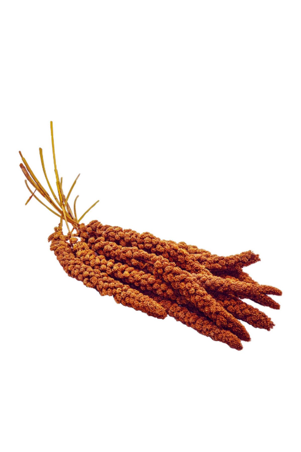 ÇotanaklarKafes Kızıl Dal Darı 1 Kg
