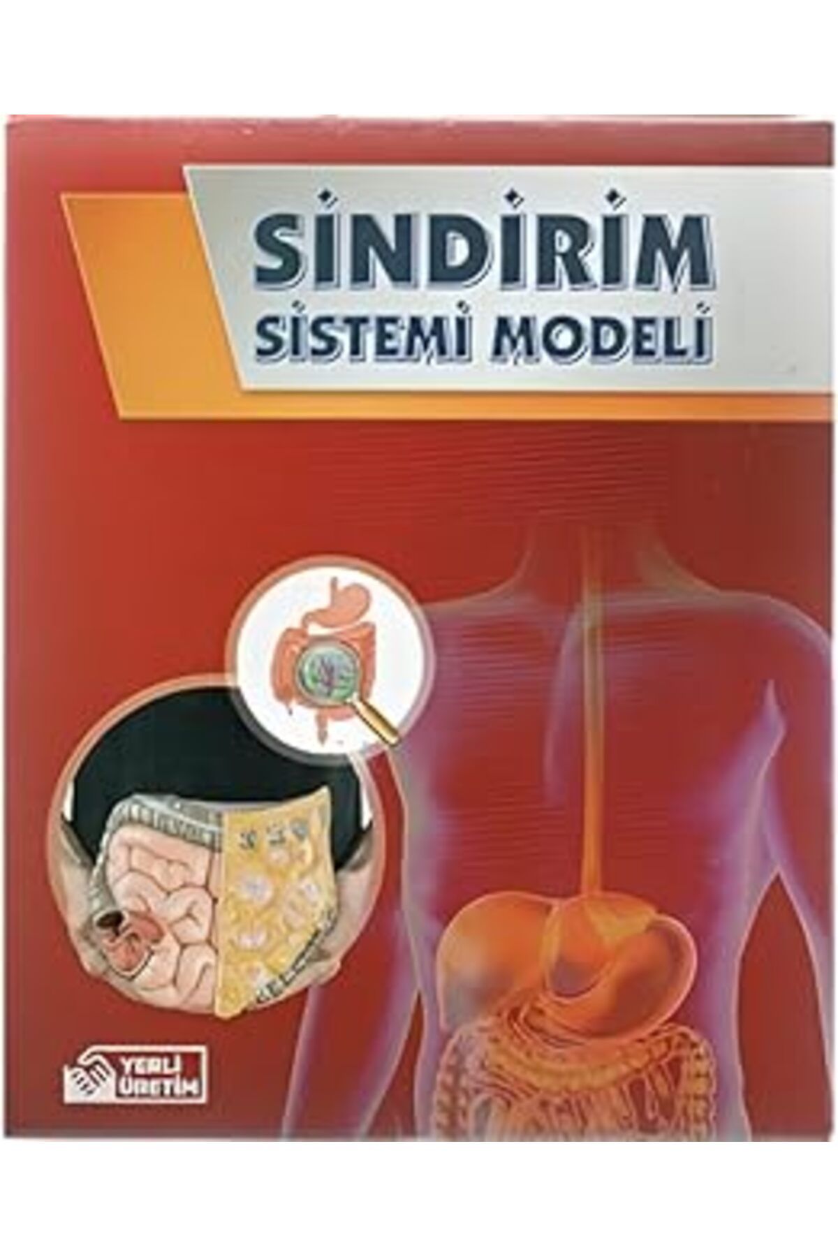 Pazarcan Bozkirli Kırmızı Sindirim Sistemi Modeli Deney Seti