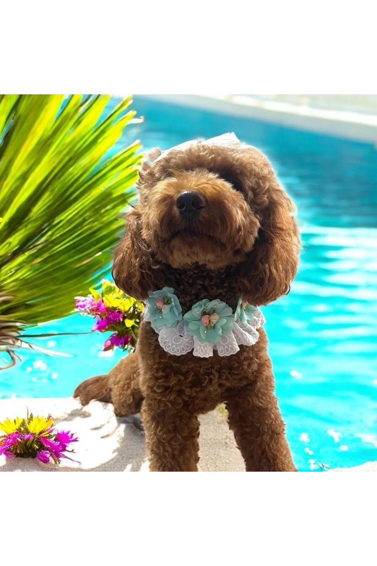 Tasarım Köpek Kedi Aksesuar