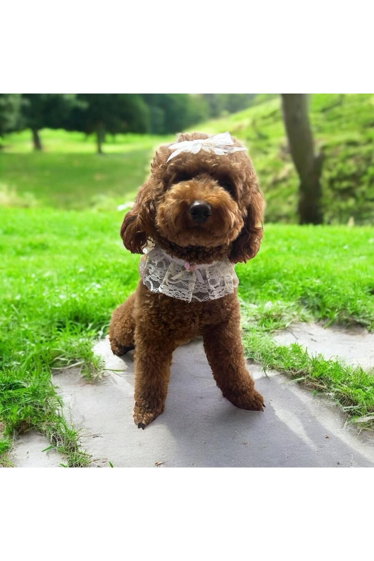 Tasarım Köpek Kedi Aksesuar