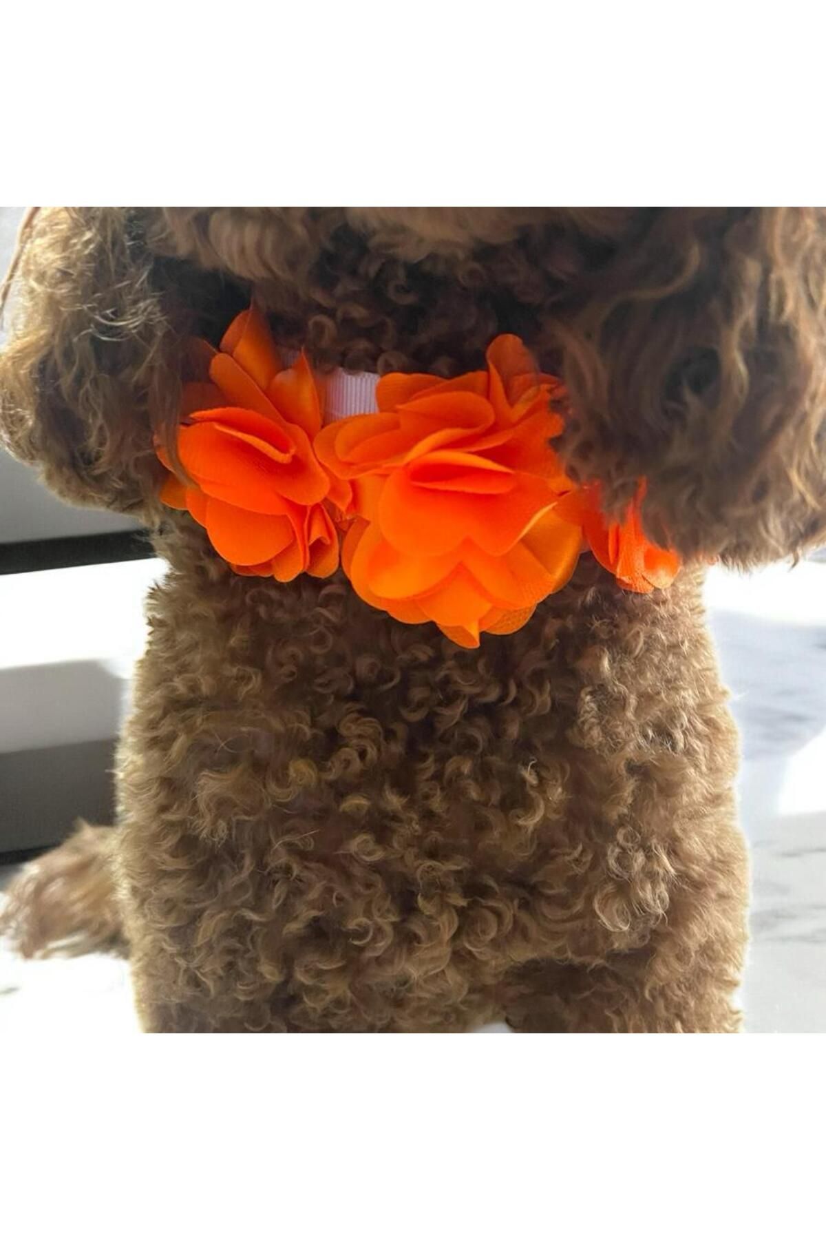 Tasarım Köpek Kedi Aksesuar