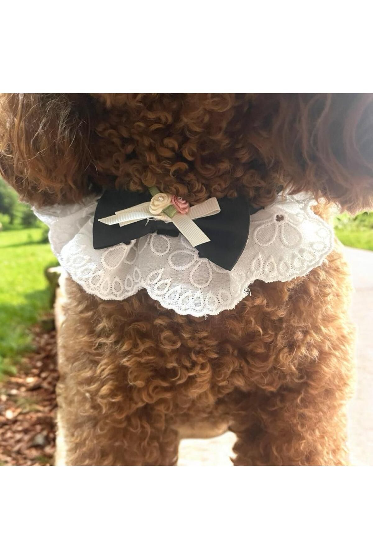 Tasarım Köpek Kedi Aksesuar