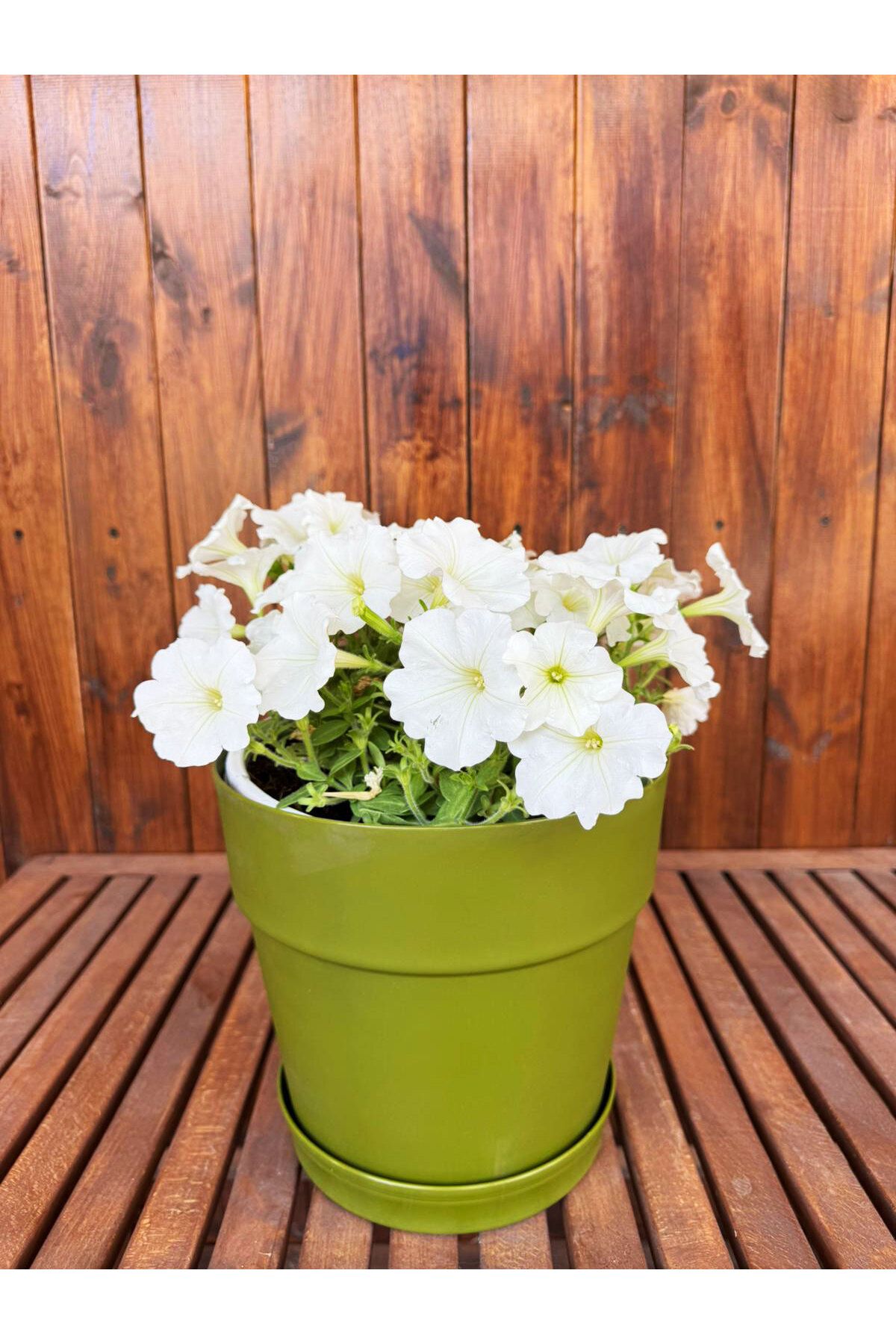 SİHİRLİ AYAKLAR Dekoratif Büyük Boy Renkli Çiçek Saksısı Tabaklı Saksı 6LT (240x225mm)