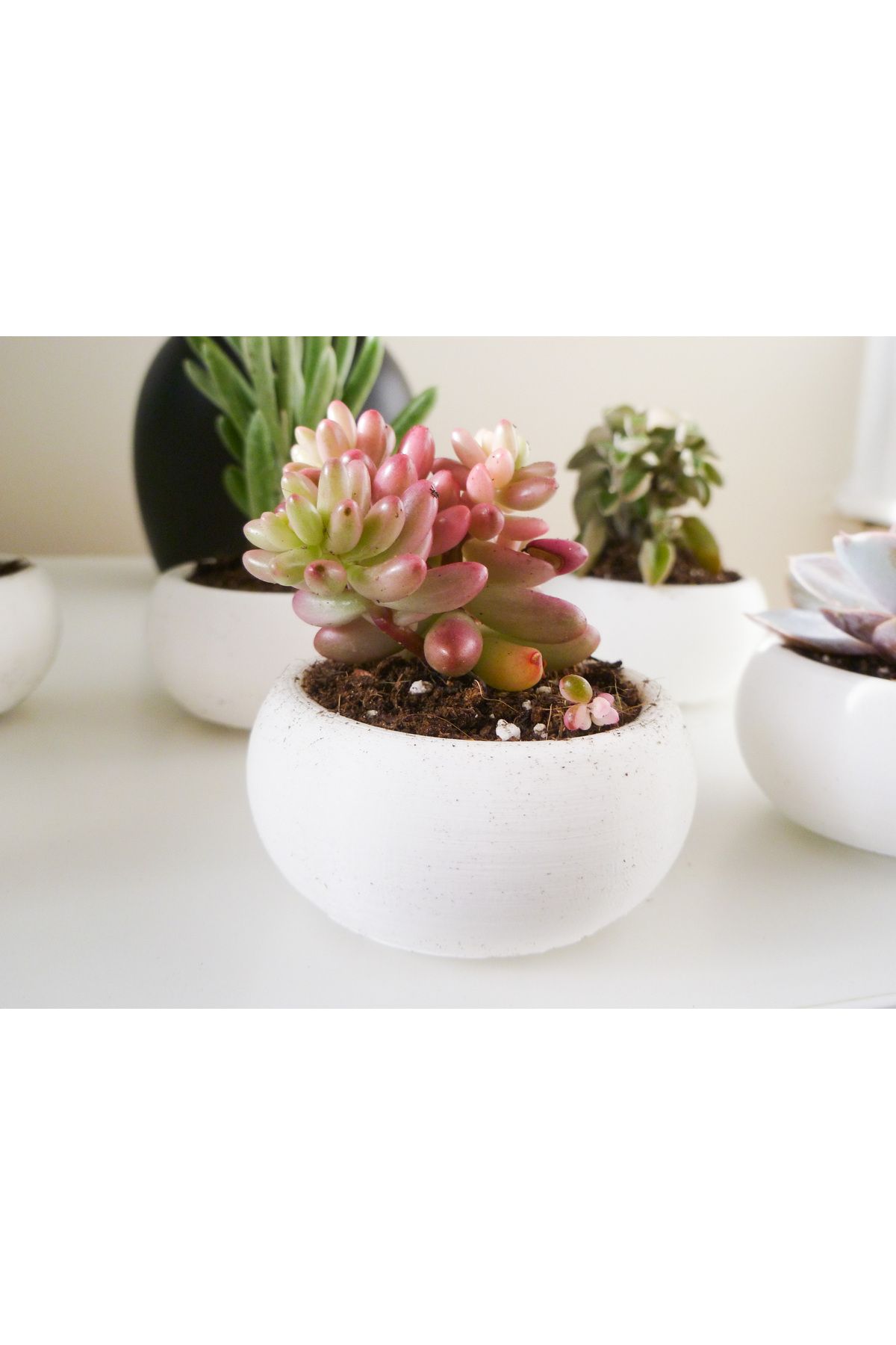 talaşoğlu Mini etli ekici bonsai stili