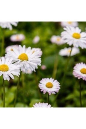 papatya german chamomile