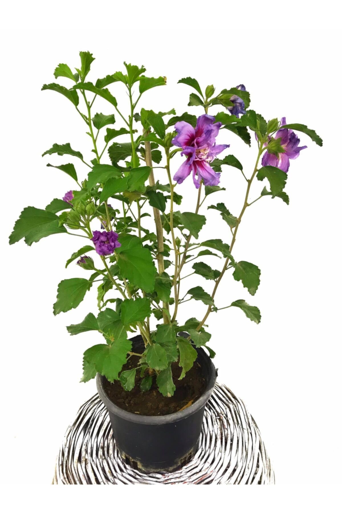 Hatmi (gül Hatmi Çiçeği) Hibiscus Syriacus 2