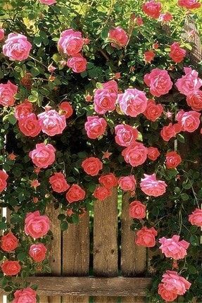 Fidanistanbul Rosa Osiria Alyans Gulu Kirmizi Beyaz Gul Fidani Saksida Trendyol