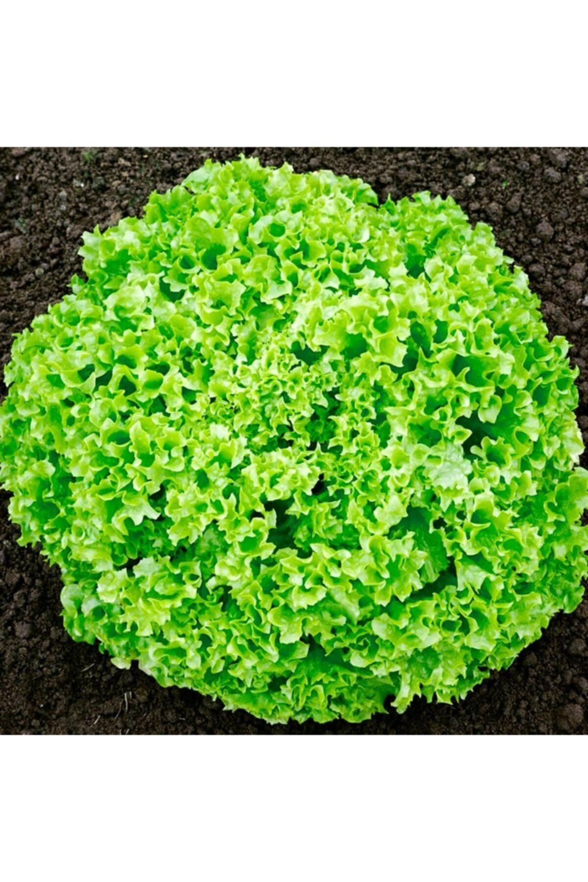 Kışlık Kıvırcık Marul Tohumu-10 Gram