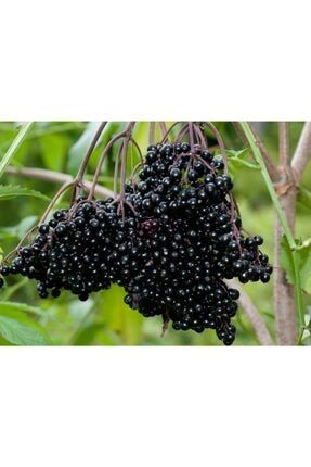 Sambucus Elderberry Mürver Fidanı, Saksıda FDNSTNBL3152
