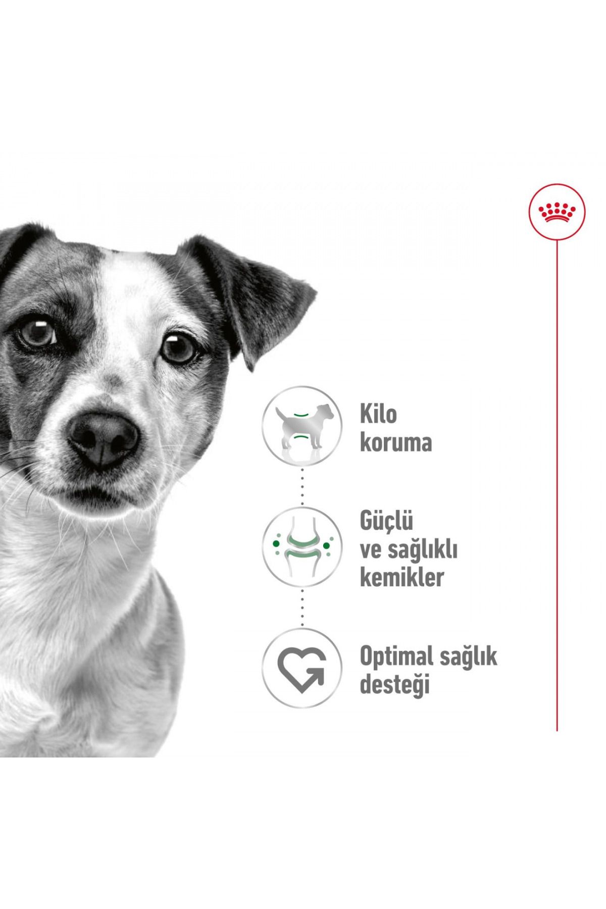 Royal Canin-Dog Shn Mini Adult Dog Food 4 kg 4