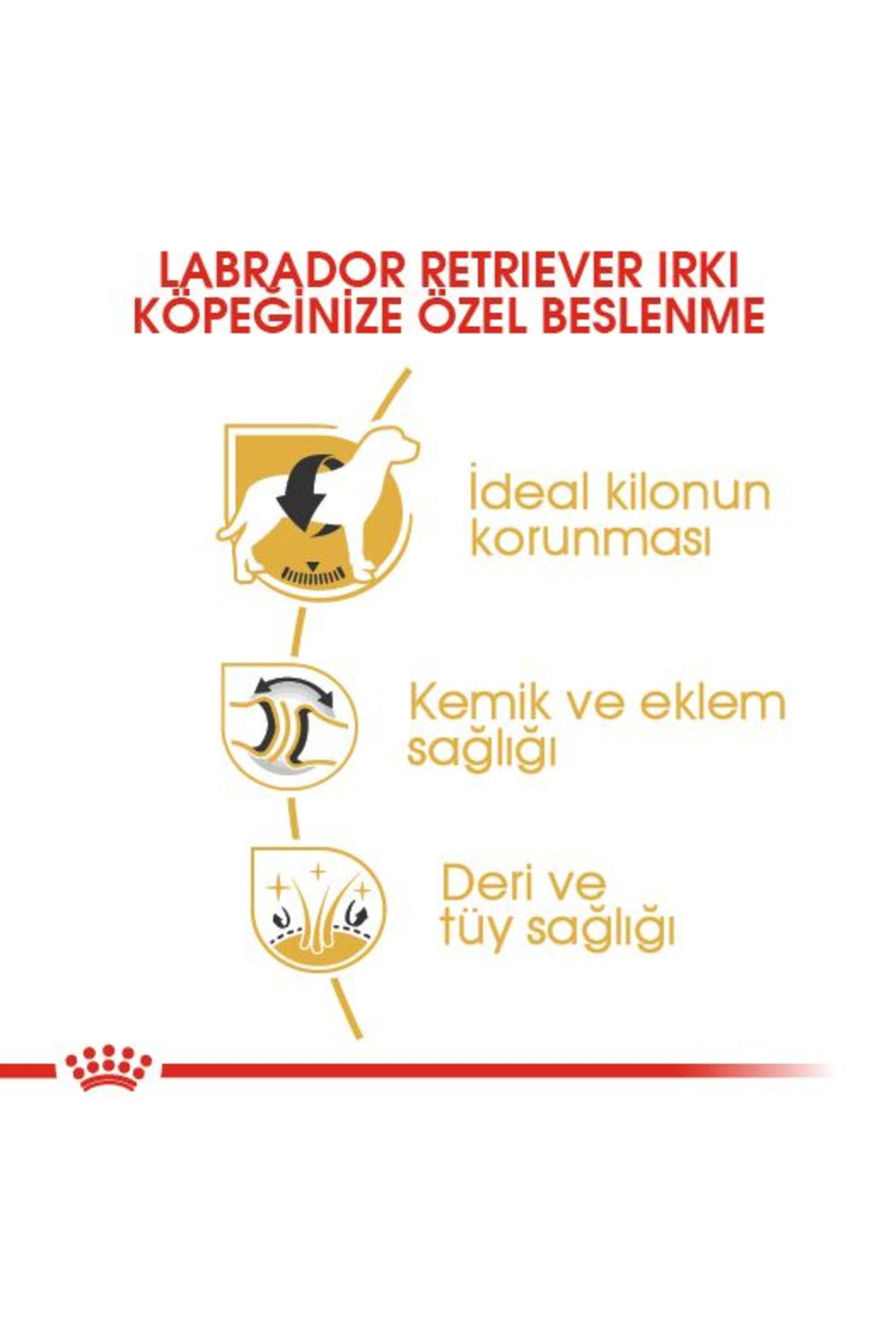 Royal Canin-Labrador Retriever Adult Dog Food 12kg 4