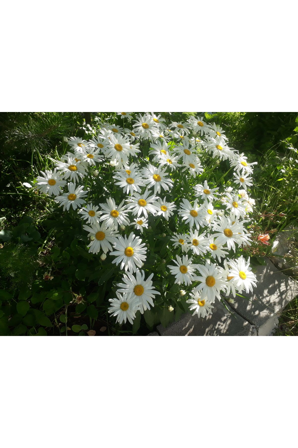 natural mode80 mevsim çiçekleri kurusu