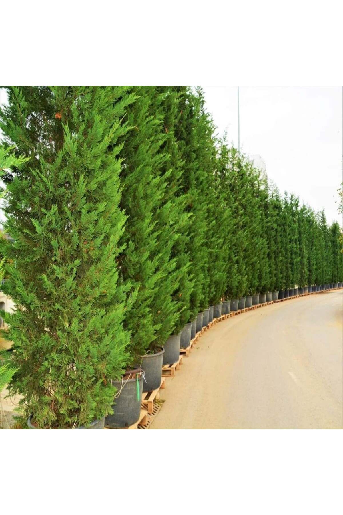 sıla peyzaj ve çiçekçilik LEYLANDİ FİDANI – DOĞANIN YEŞİL DUVARI 🌿 60cm - 80cm