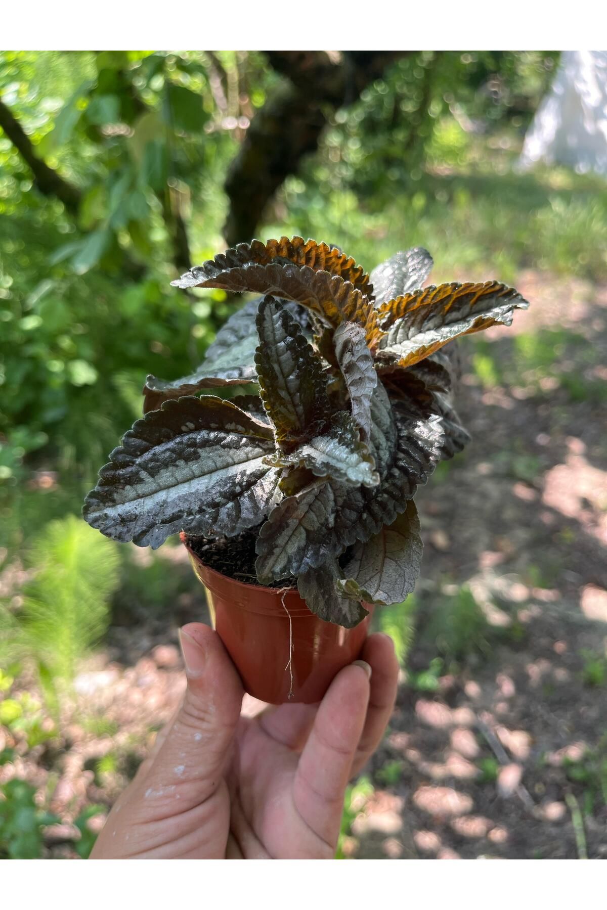 nazlı çiçekçilik Pilea spruceana Dostluk Çiçeği