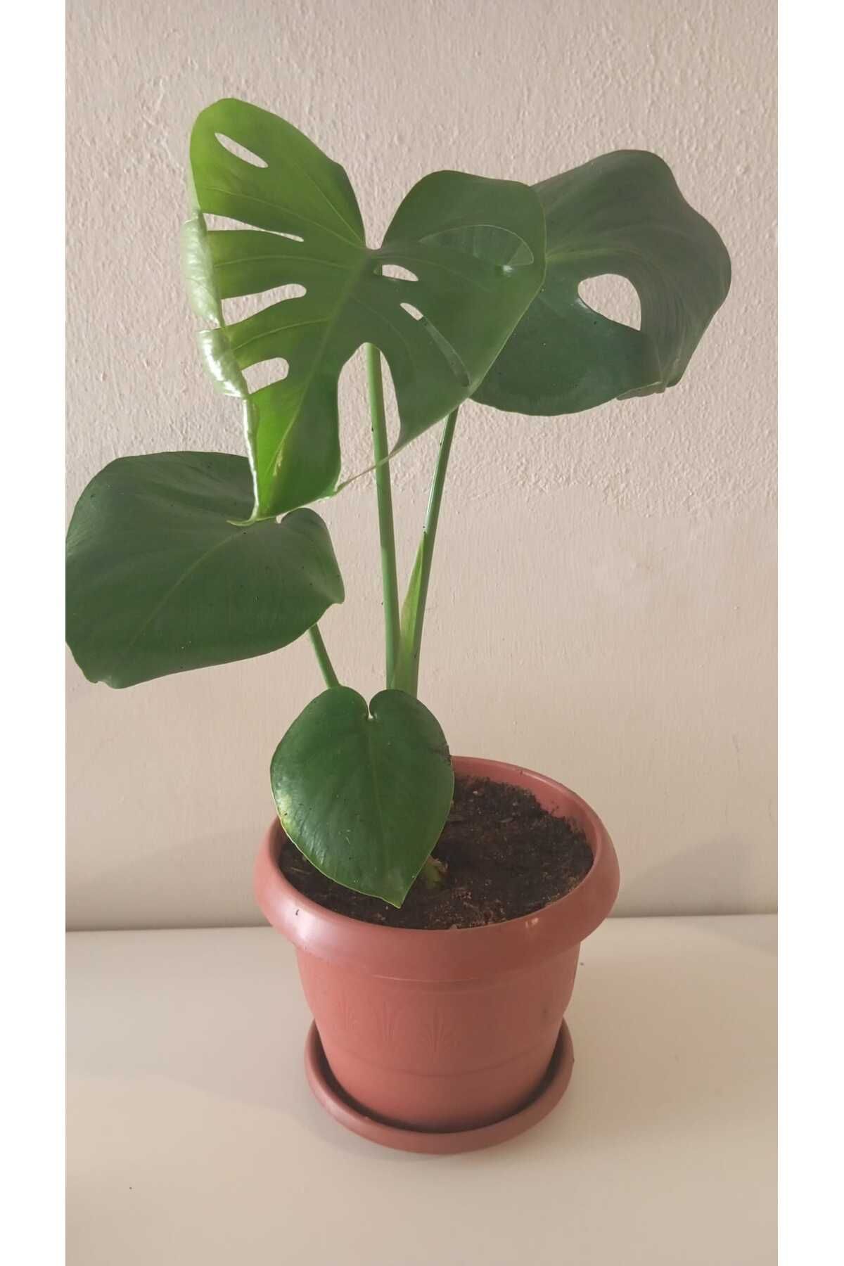 şengülca Doğal Hava Temizleyici Monstera Deliciosa- 50 cm. Deve Tabanı Bitkisi | Kahverengi Saksıda