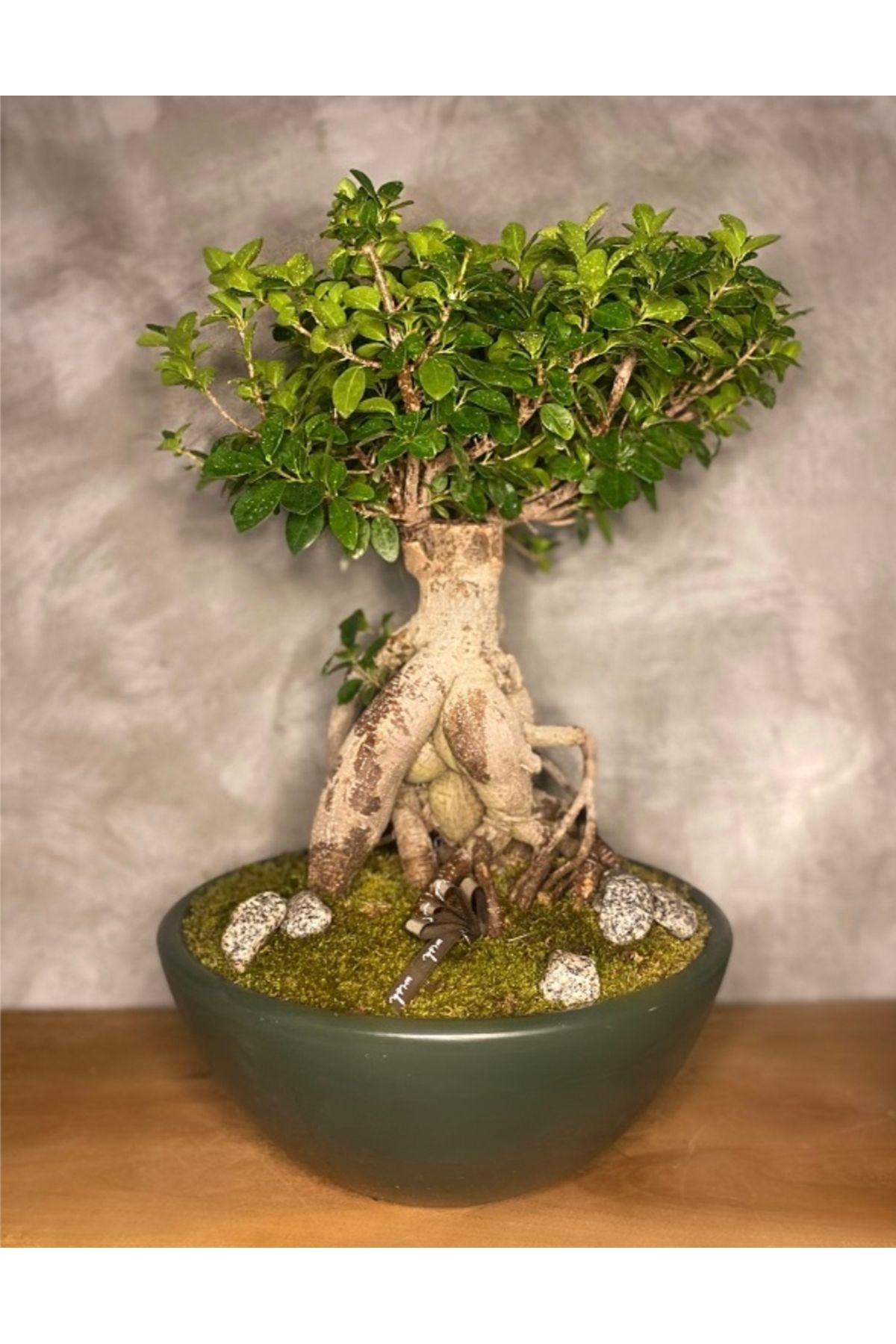 Yades Dekoratif saksıda 10 yaş bonsai - ficus bonsai
