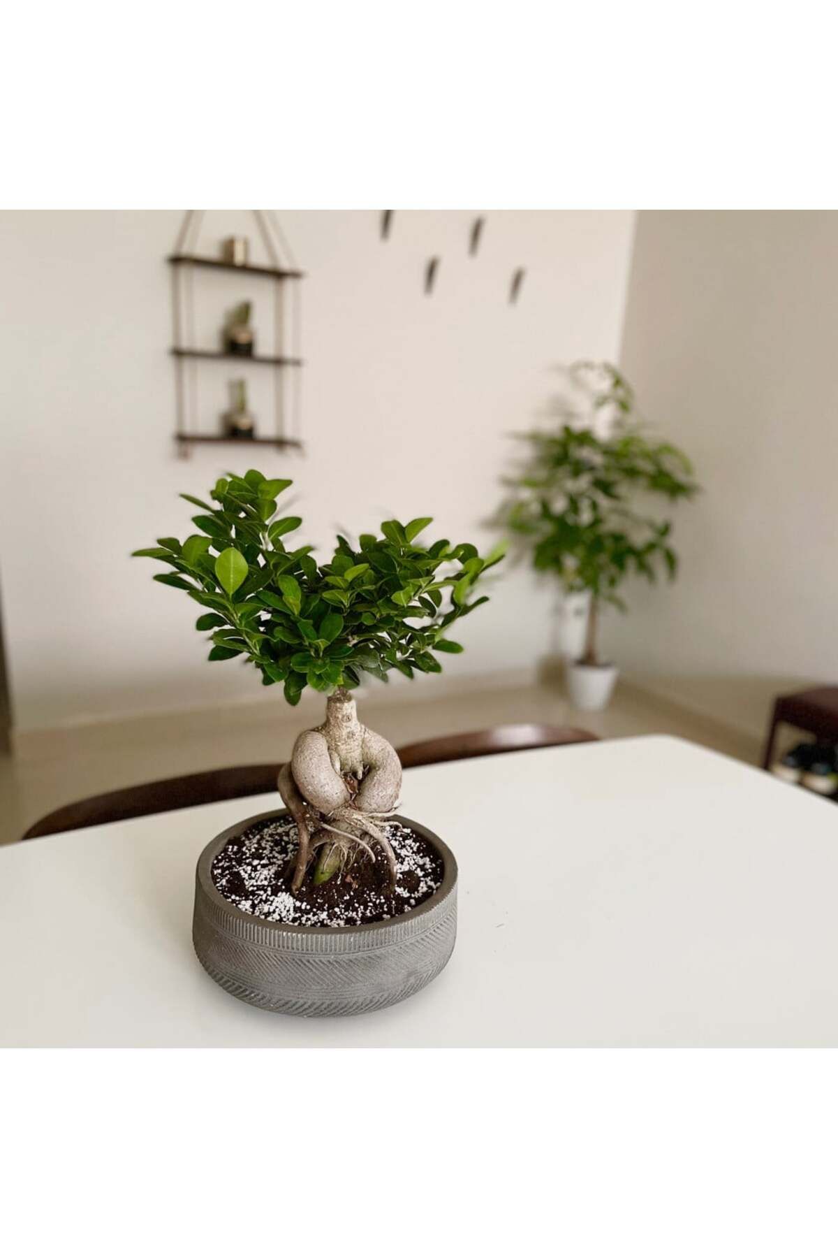 Yades Bonsai 5 yaşında dekoratif saksıda ficus bonsai ev ve ofis bitkisi