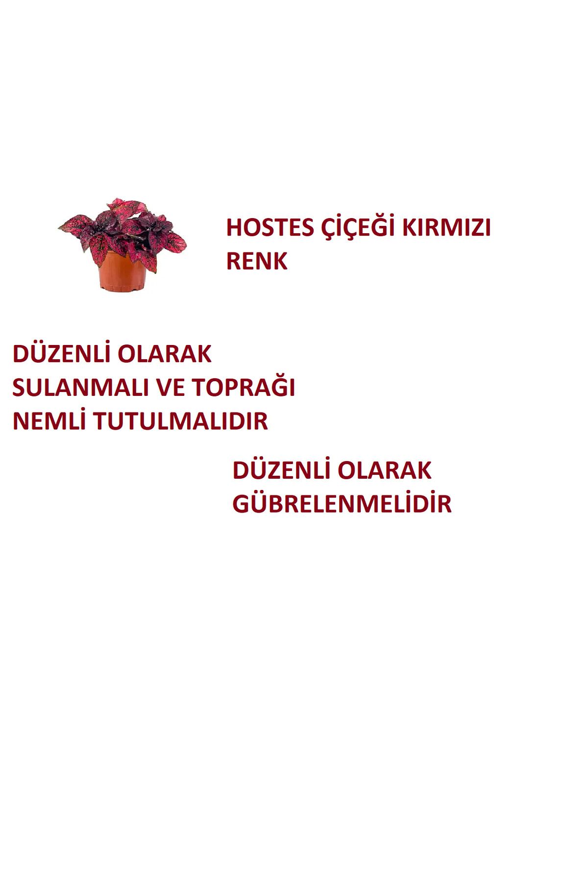 Ucuzluk Diyarı HYPOESTES PHYLLOSTACHYA KIRMIZI HOSTES ÇİÇEĞİ