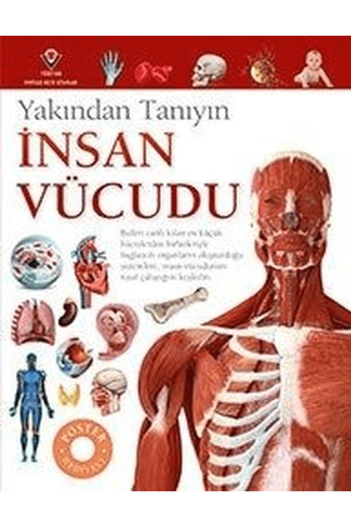 Tübitak Yayınları İnsan Vücudu - Yakından Tanıyın