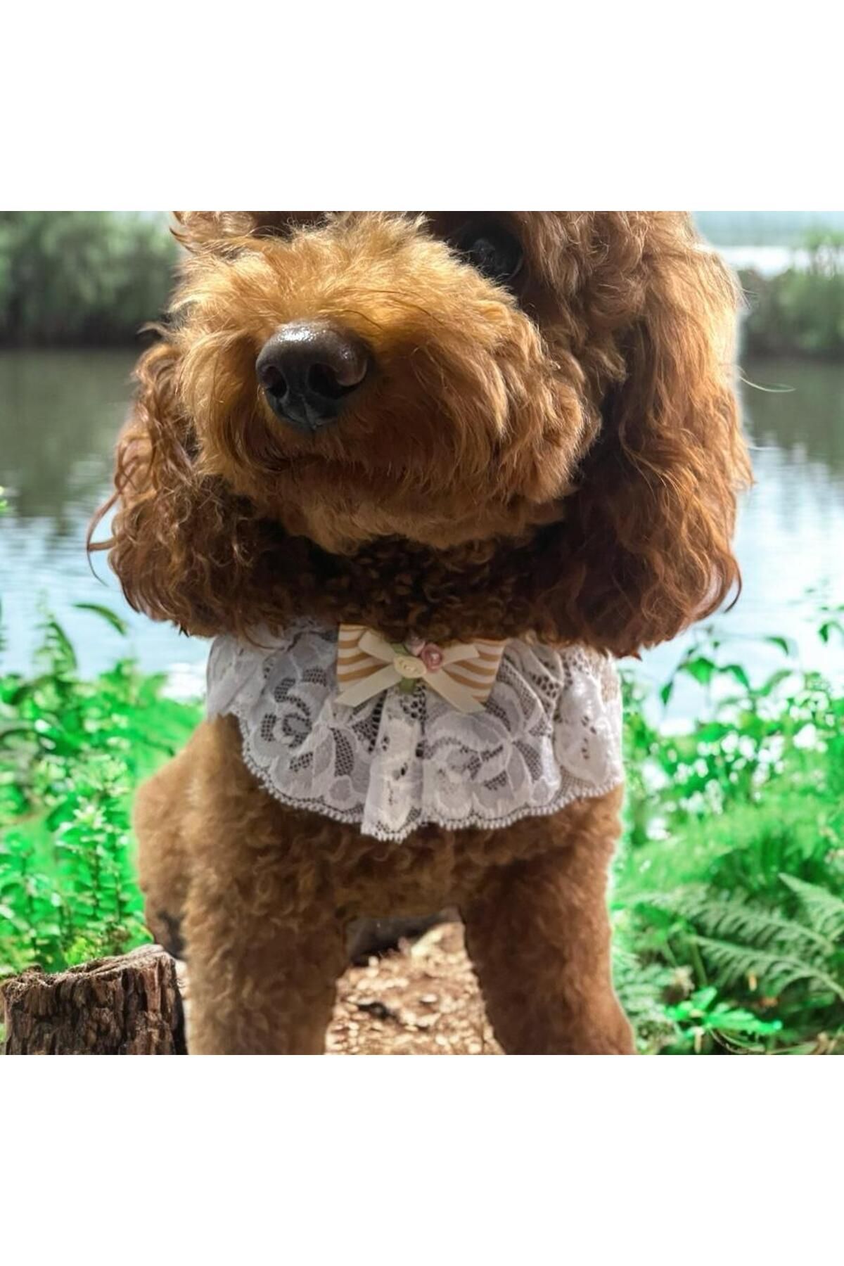 Tasarım Köpek Kedi Aksesuar
