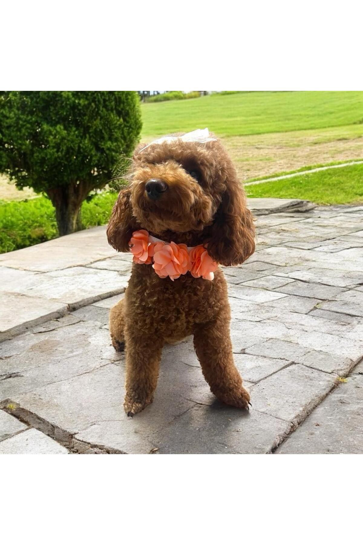 Tasarım Köpek Kedi Aksesuar