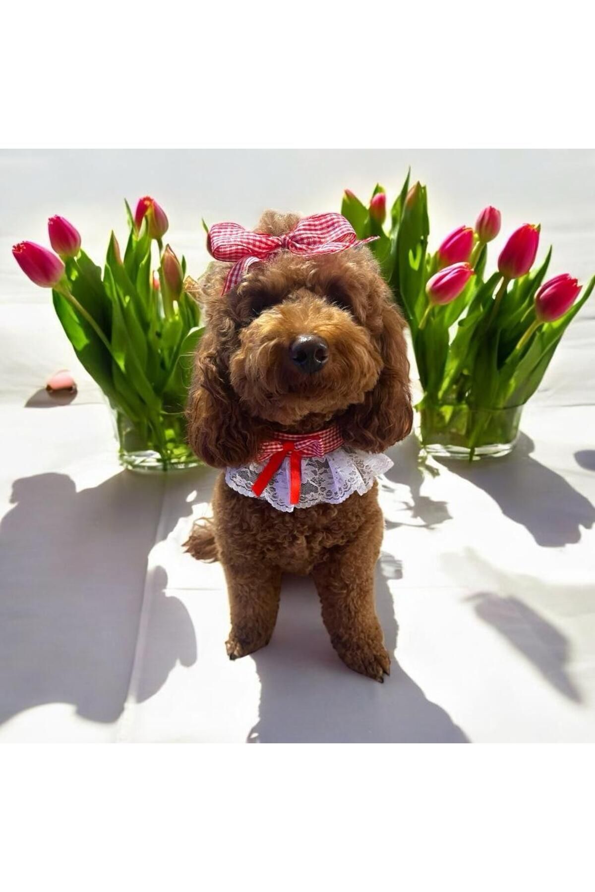Tasarım Köpek Kedi Aksesuar