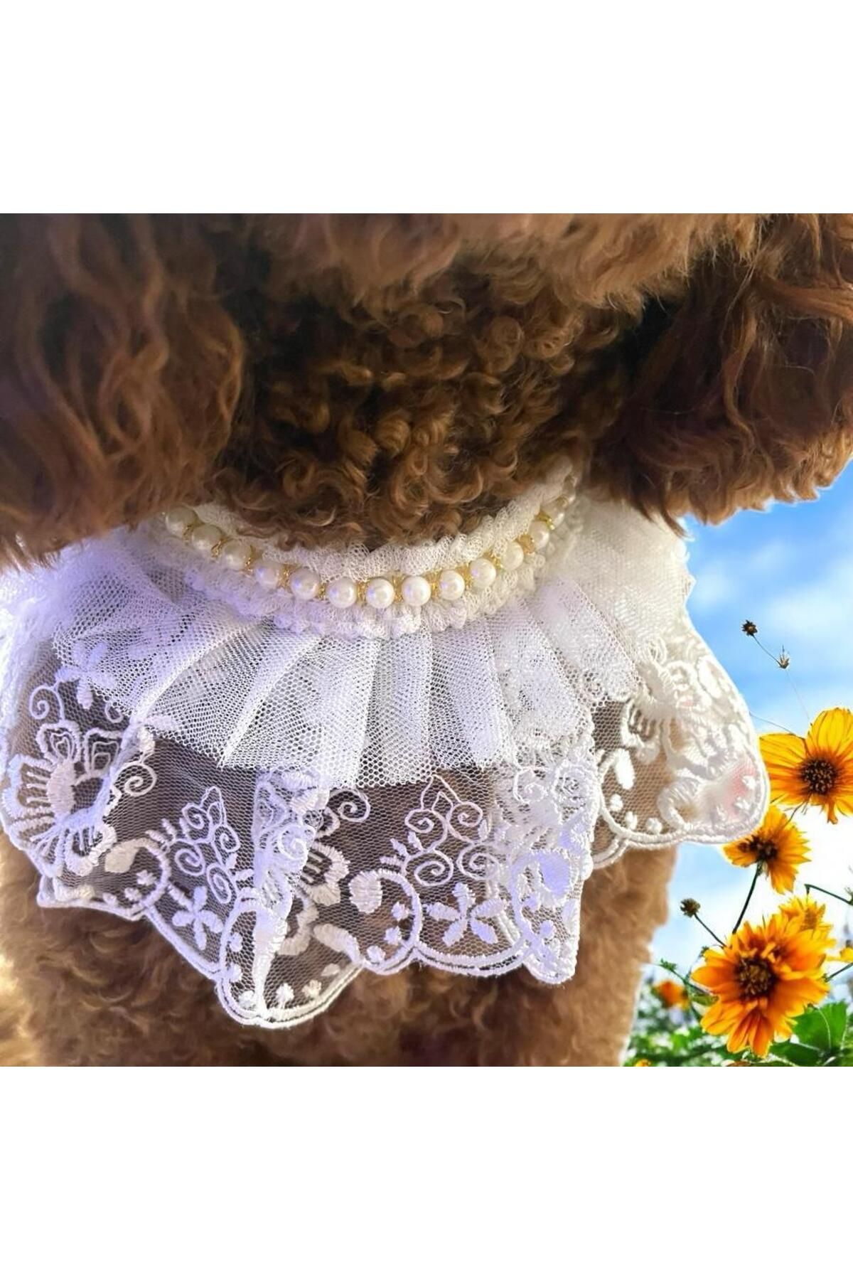 Tasarım Köpek Kedi Aksesuar