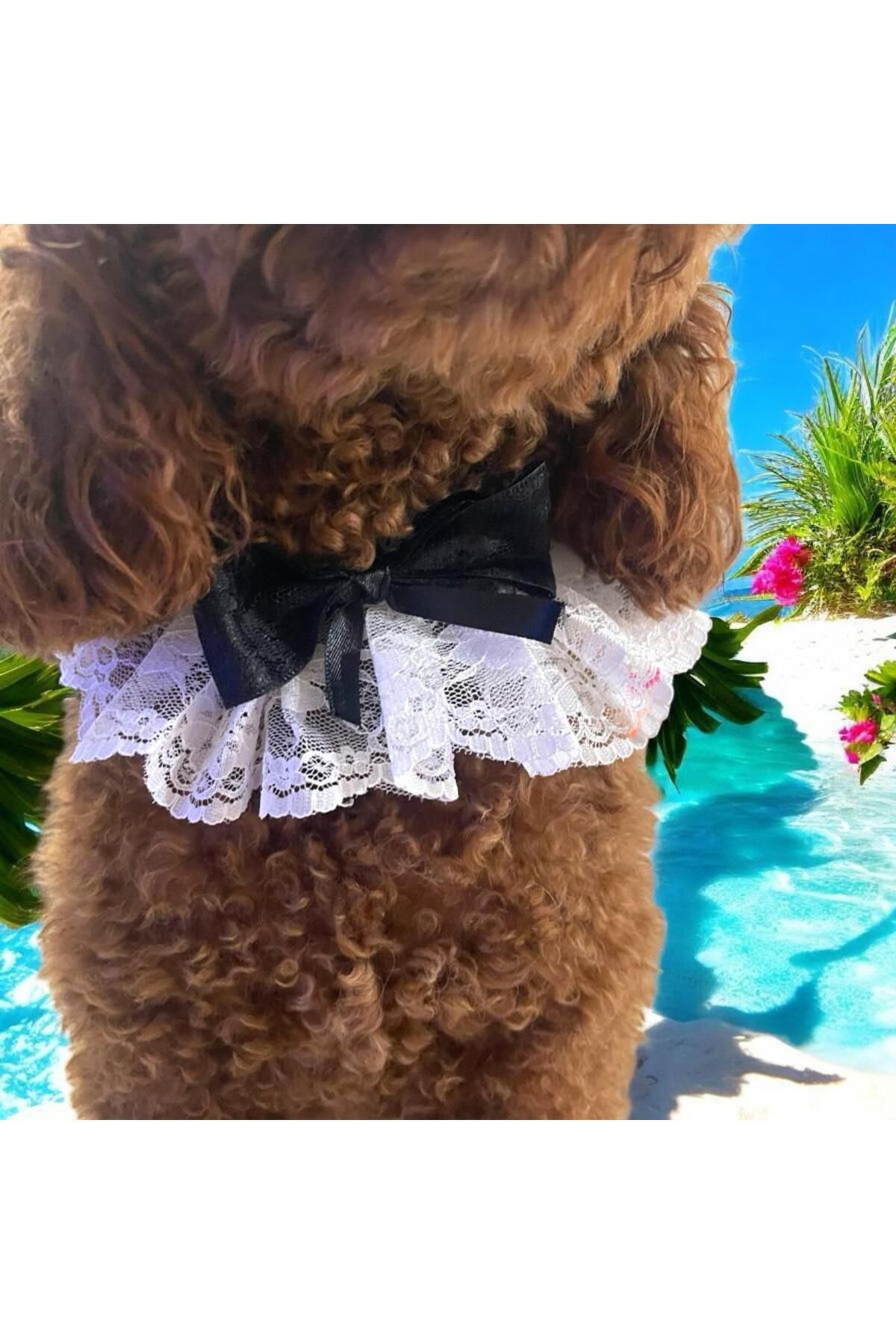 Tasarım Köpek Kedi Aksesuar