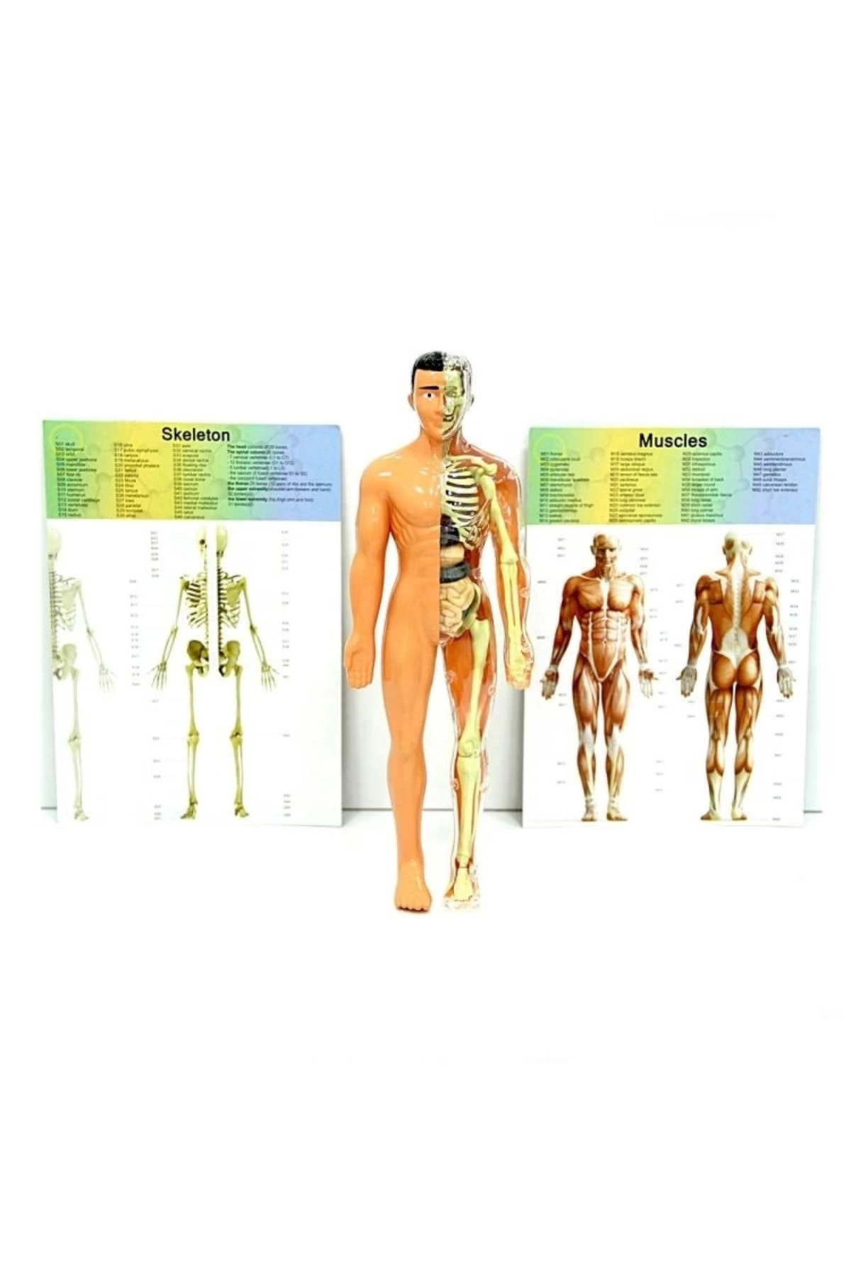 Bfs بدن انسان مجموعه آموزشی سه‌بعدی بدن انسان ۳۳۰۲