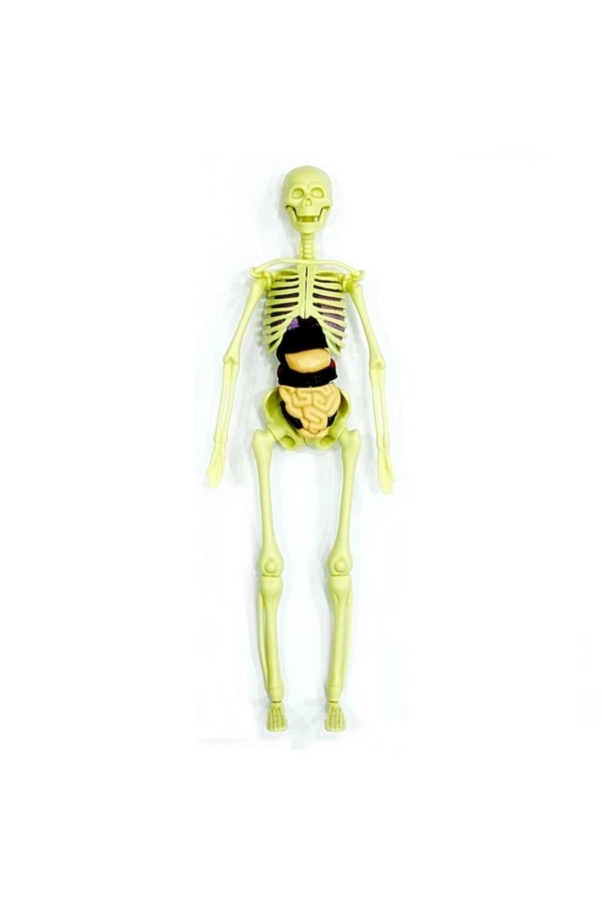 Bfs بدن انسان مجموعه آموزشی سه‌بعدی بدن انسان ۳۳۰۲