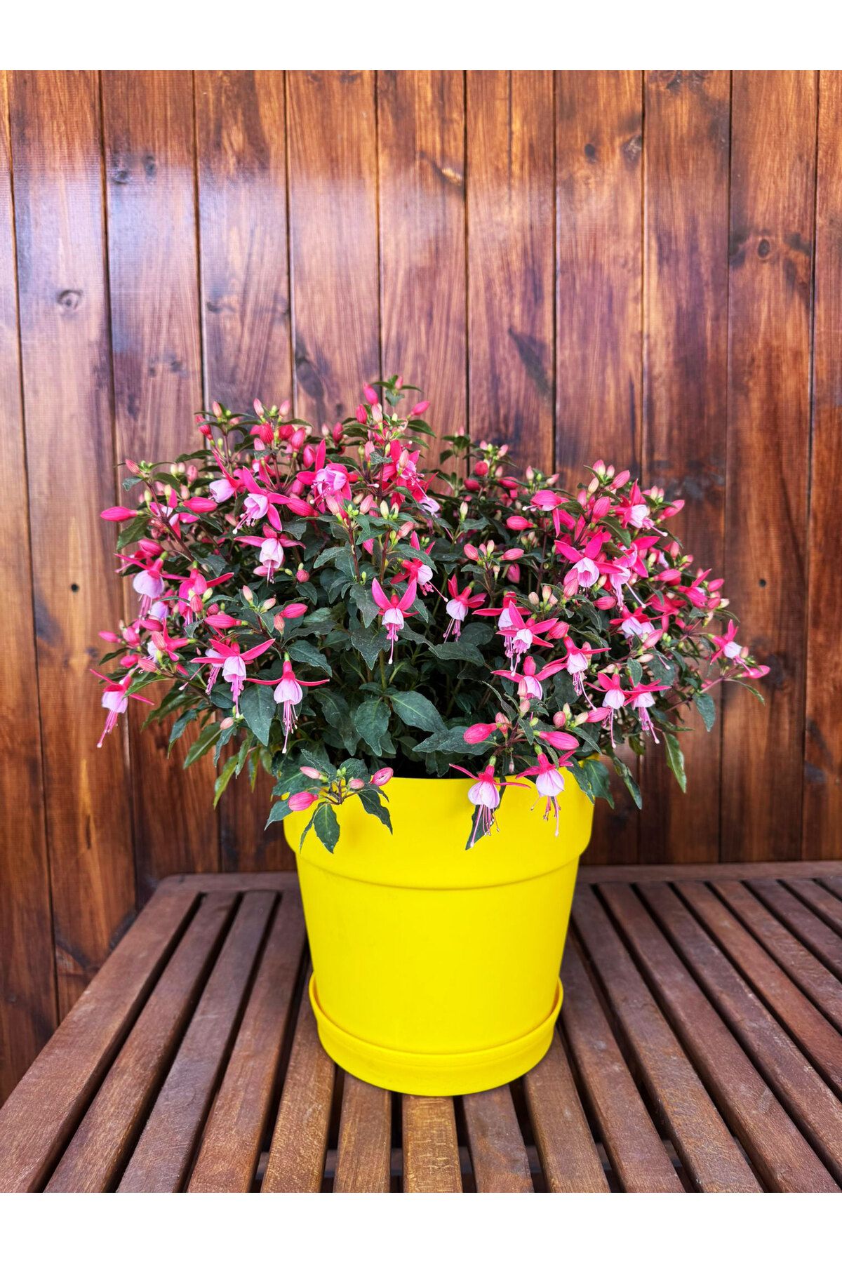 SİHİRLİ AYAKLAR Dekoratif Büyük Boy Renkli Çiçek Saksısı Tabaklı Saksı 6LT (240x225mm)