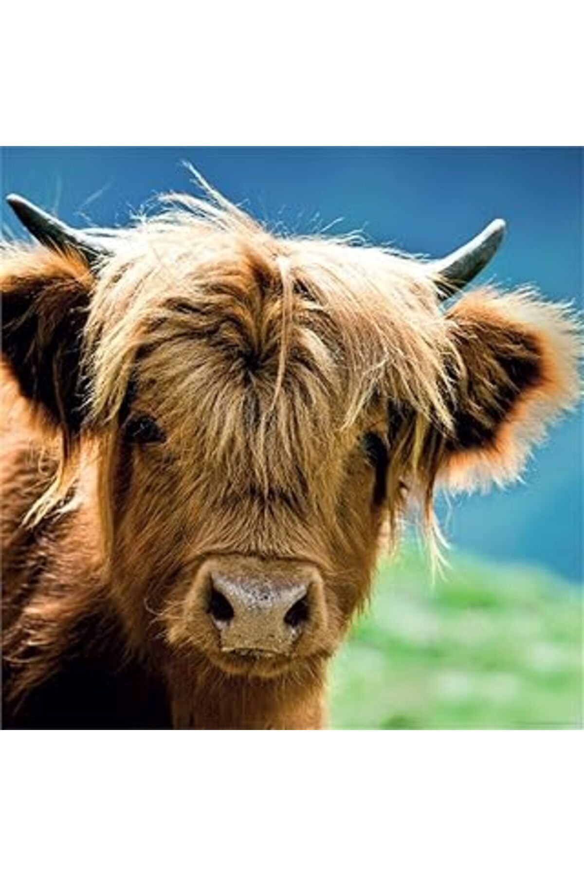 Pazarcan Heye 1000 Parça Kare Puzzle - Highland Cow